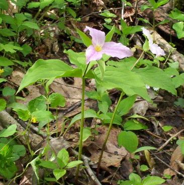 Trillium